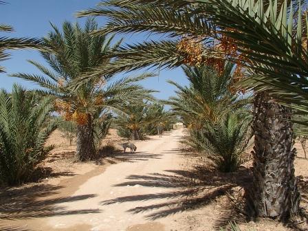 Houch Mohtedi Djerba